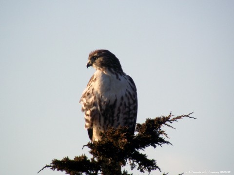immature red tail 4