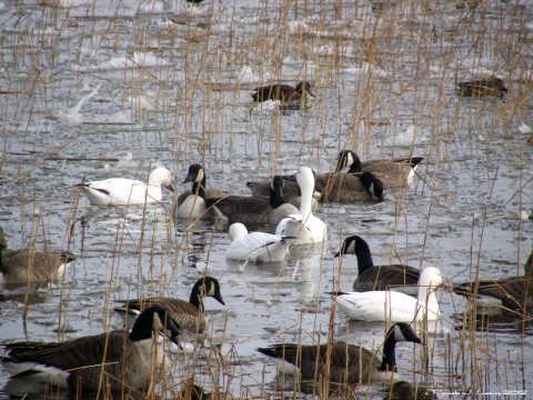 foursnowgeese1