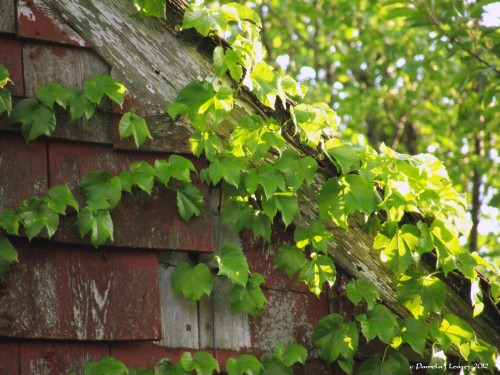 ivy on the old red barn