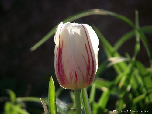 white & pink tulip