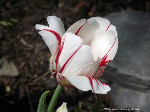 white tulip with red stripes5