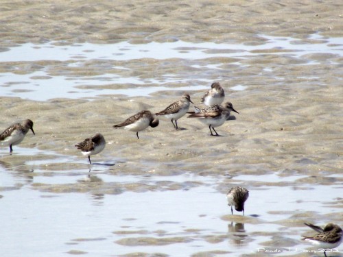 sandpipers