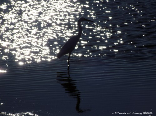 Egret in Sparkling Salt Panne ~ c. Pamela J. Leavey
