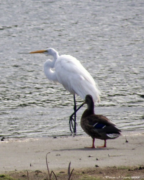 Great White Egret and Mallard ~ c. Pamela J. Leavey 2012