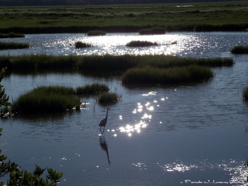 Egret in Sparkling Water ~ c. Pamela J. Leavey