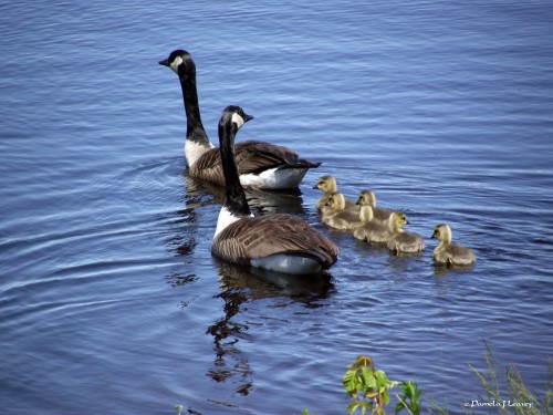 Canadian Geese Family ~ c. Pamela J. Leavey 