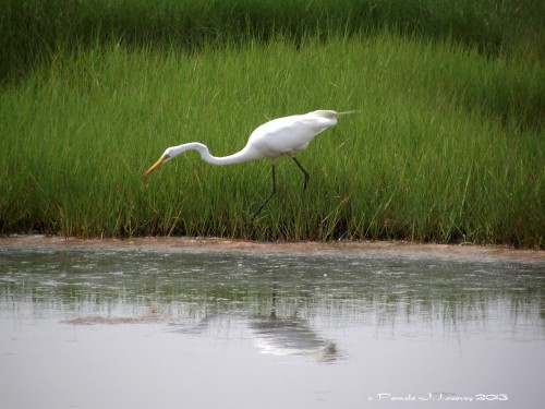 Great White Egret ~ c. Pamela J. Leavey 2013