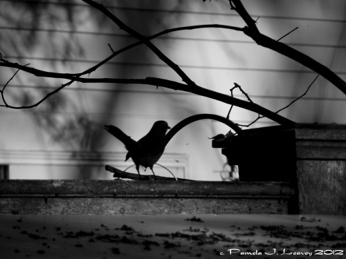 Robin on the Fence in Black & White ~ c. Pamela J. Leavey