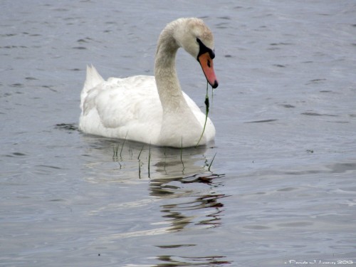 Solo Swan on the River ~ c. Pamela J. Leavey 2013