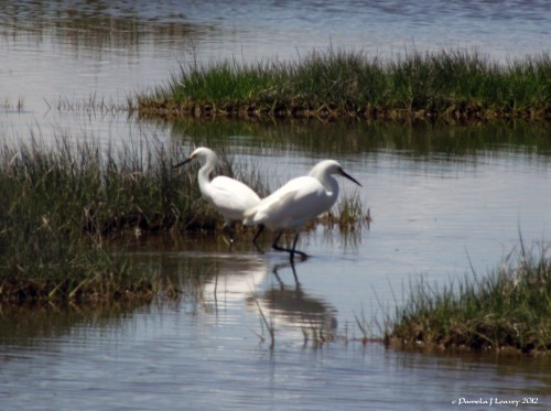 Snowy Egrets in the Salt Marsh ~ c. Pamela J. Leavey