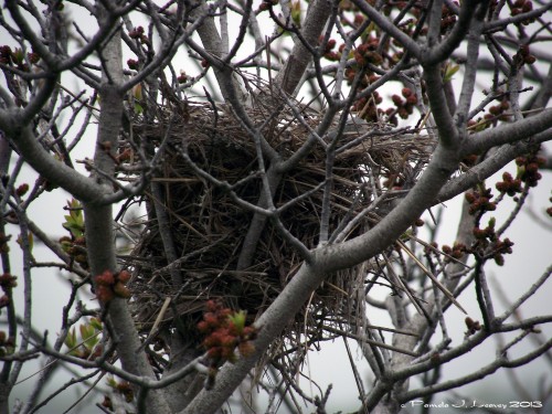 Spring Nest ~ c. Pamela J. Leavey