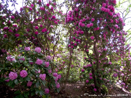 Rhododendrons at Maudslay State Park ~ c. Pamela J. Leavey 2014