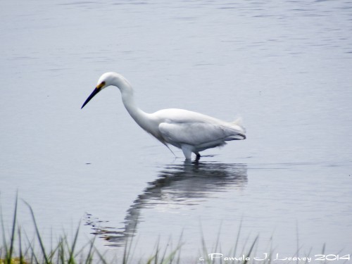 Snowy Egret ~ c. Pamela J. Leavey 2014