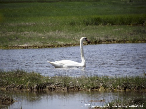 Solitary Mute Swan ~ c. Pamela J. Leavey 2014