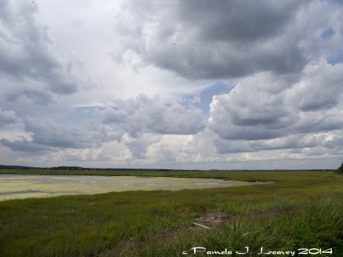 Salt Pannes at the Parker River National Wildlife Refuge ~ c. Pamela J. Leavey 2014