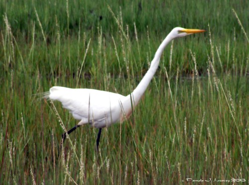 Great White Egret at the Parker River National Wildlife Refuge