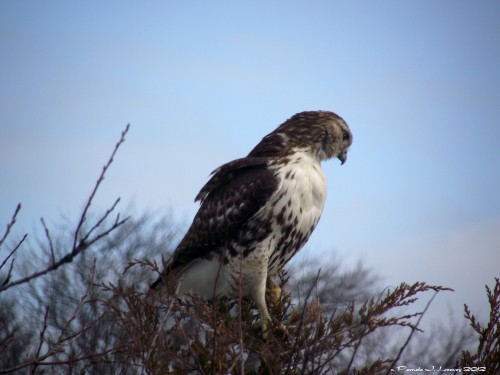 Immature Red Tail Hawk at Parker River National Wildlife Refuge 