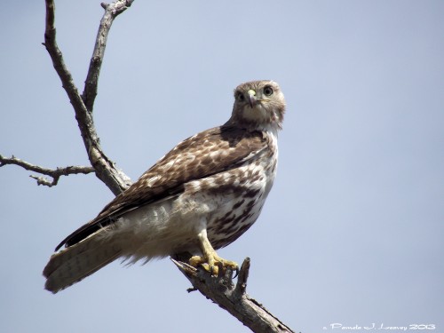 Immature Red Tail Hawk at Parker River National Wildlife Refuge