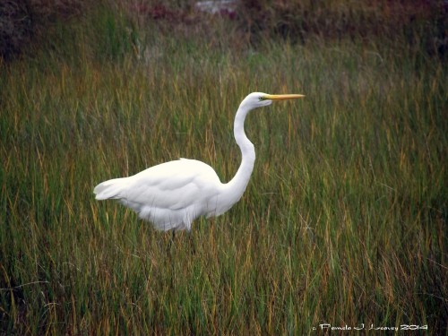 Great White Egret on the Salt Marsh