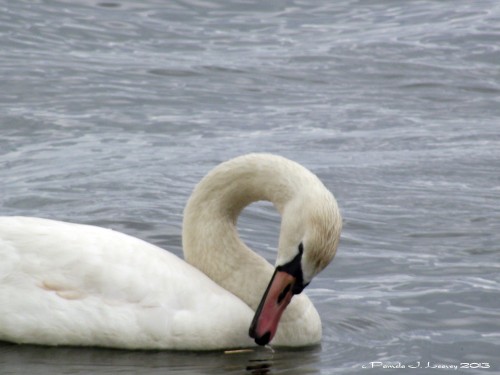 one swan joppa flats