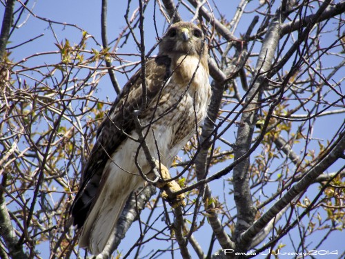 immature red tail