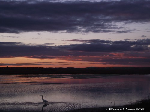 sunset egret