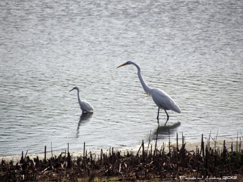 great white egret and snowy egret