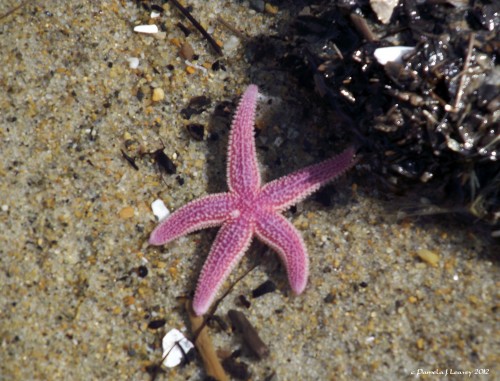 sea star sandy point