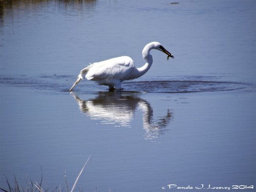 egret reflection with fish