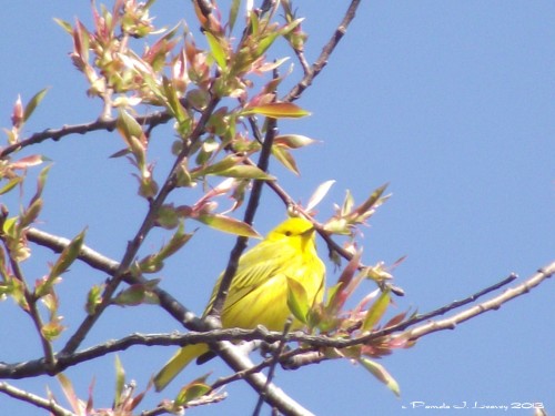 yellow warbler 