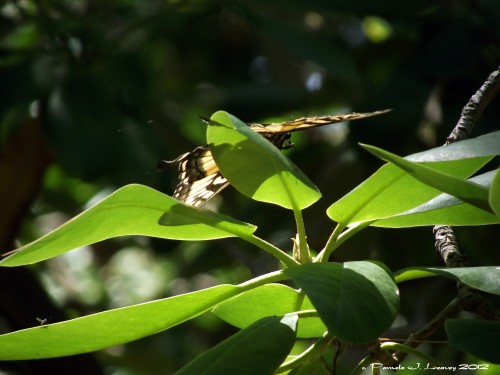 butterflyonrhodieleaves