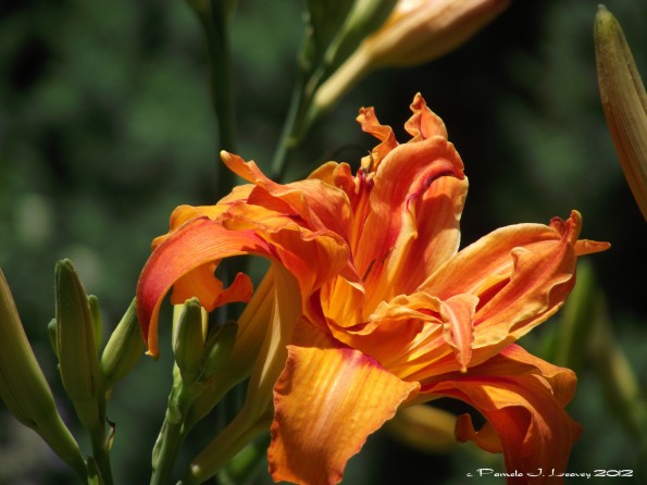 double orange lilies