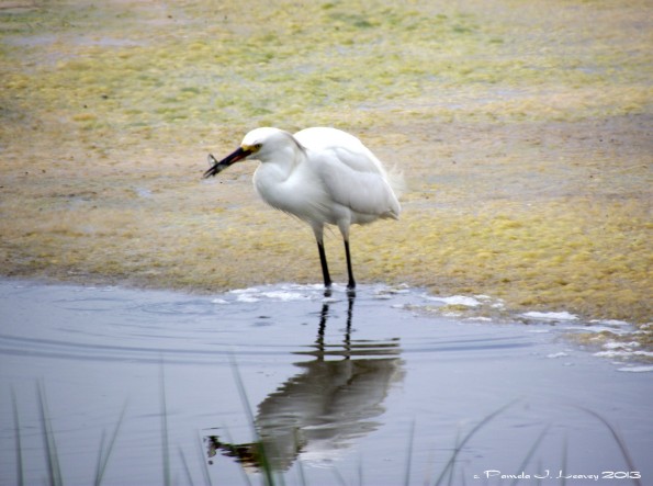 snowy egret with fish