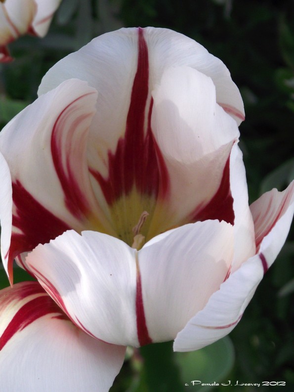 white and red tulip