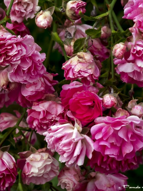 pinkroses