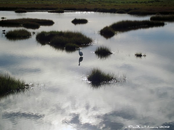 reflection with egret