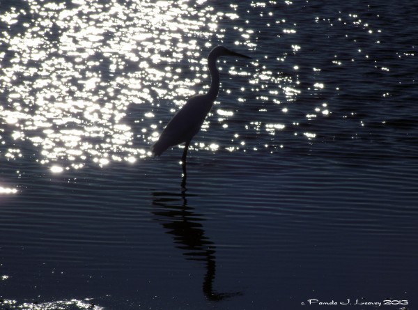 sparkling water egret