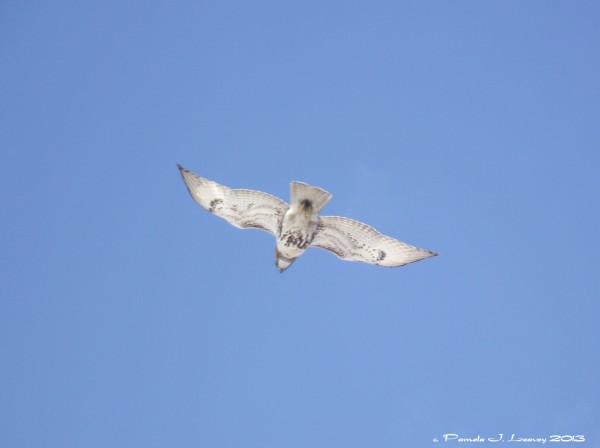 young red-tailed hawk flying