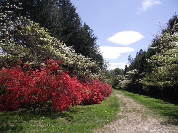 azalea and dogwood path