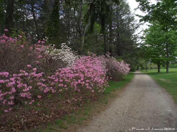maudslay trail pink azalea