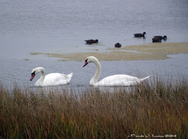 Mute Swans at Parker River National Wildlife Refuge