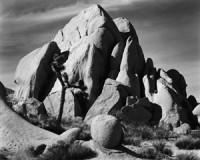 In Joshua Tree National Monument