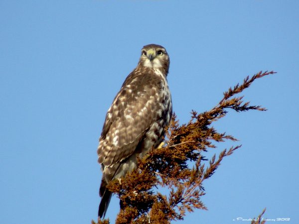 immature red tail3