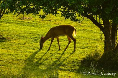Deer Grazing Under the Apple Trees