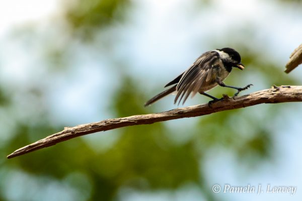 Chickadee walking on a stick