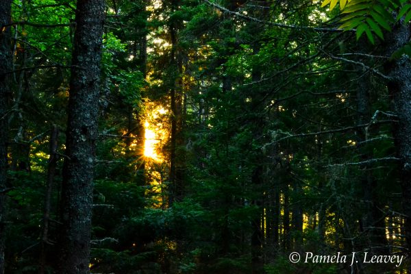 Light Through the Trees Shackford Head in Eastport, ME