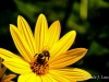 Bee on Wild Sunflower