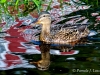 Duck in Reflection