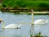 Mute Swans at the Salt Pannes