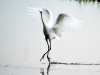 Snowy Egret Dancing